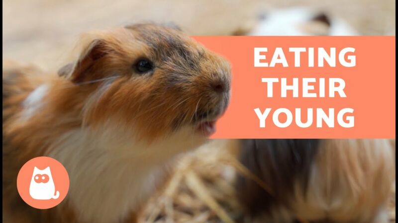 Do guinea pigs eat their offspring? - ZooNerdy