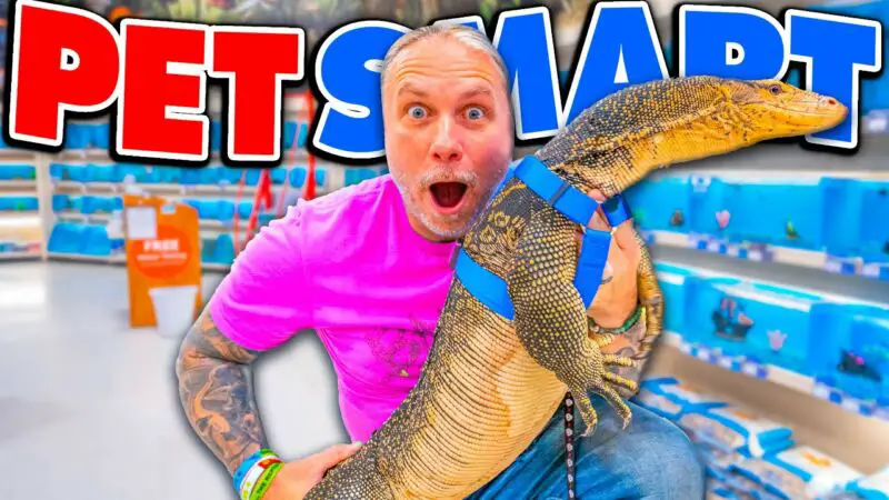 How Much Do Lizards Cost At Petsmart? - ZooNerdy