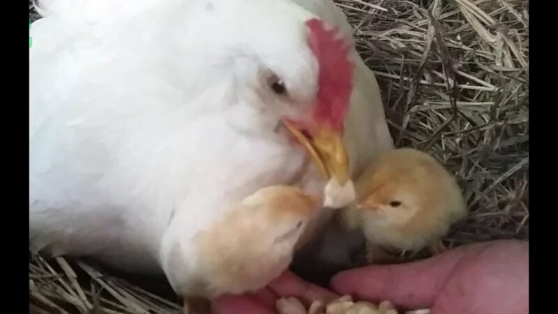 Do Mother Hens Feed Their Chicks? - ZooNerdy