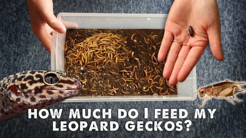 how often do leopard geckos eat vBtDKeNLqQk
