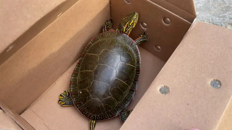 how-much-is-a-painted-turtle-at-petsmart-zoonerdy