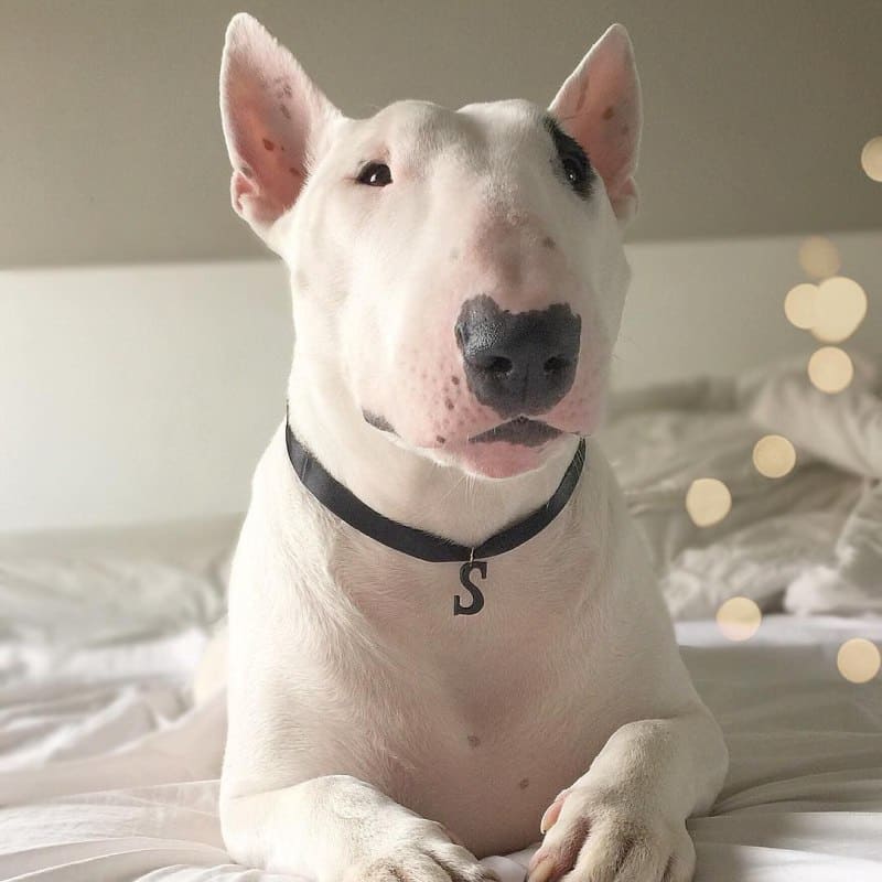 English Bull Terrier Dog Breed Information & Characteristics - ZooNerdy