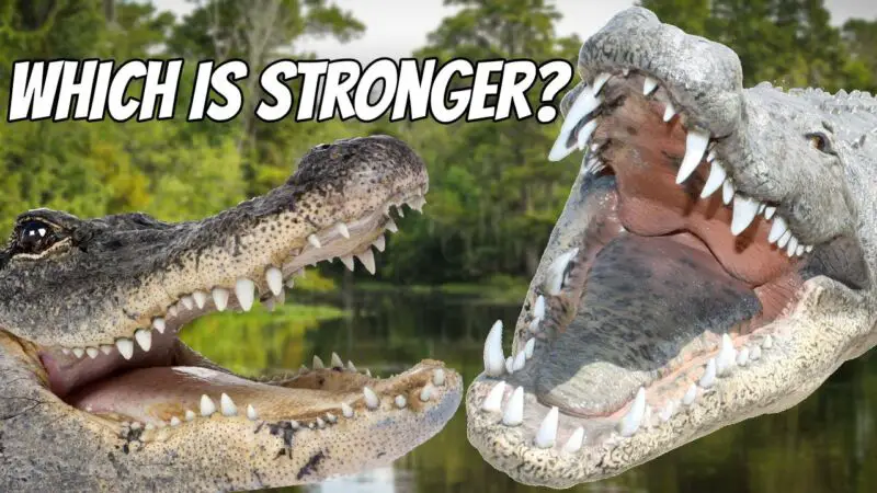 are-crocodiles-more-dangerous-than-alligators-zoonerdy