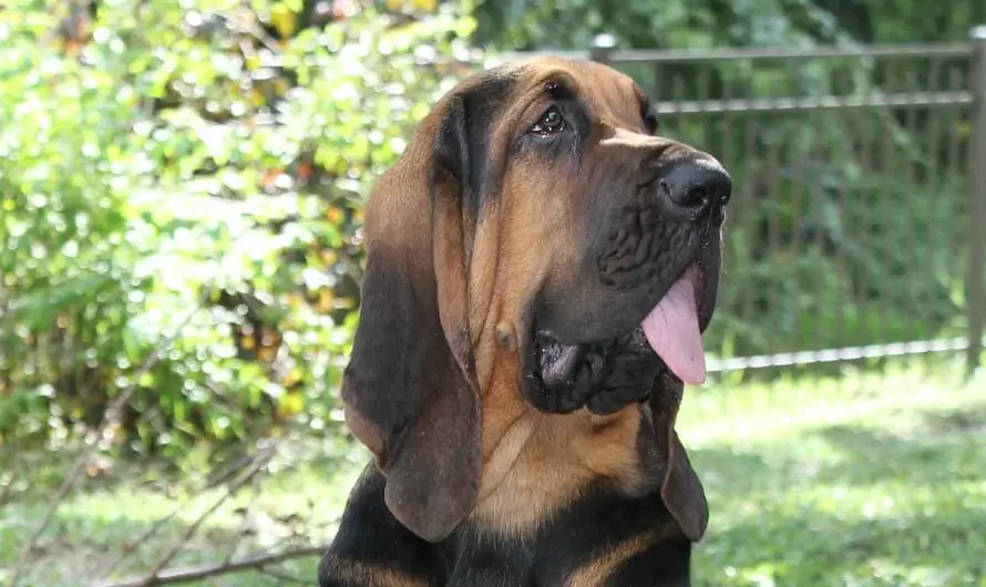 bloodhound 1833609 1280