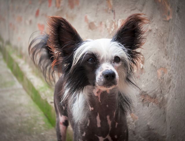 chinese crested puppy 3799578 640