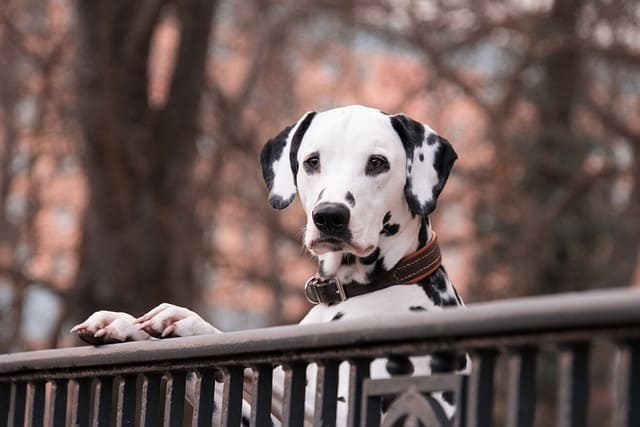 Dalmatian 3210166 640