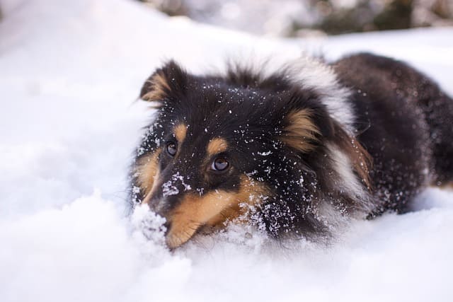 dog walk snow 6000001 640