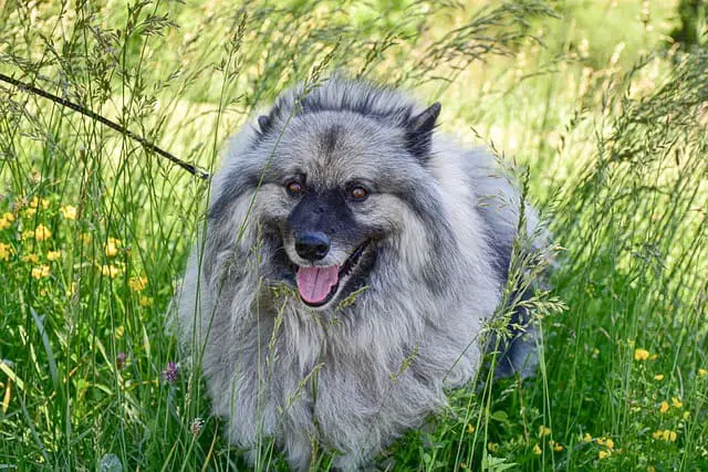 keeshond 6333597 640