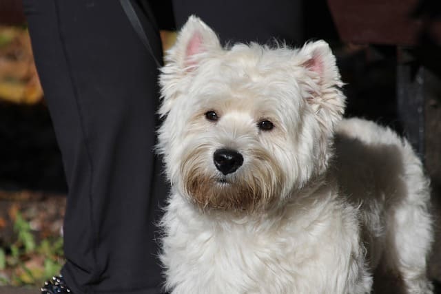 the west highland white terrier 3426107 640