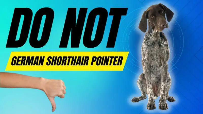 Are German Shorthaired Pointers Hypoallergenic? - ZooNerdy