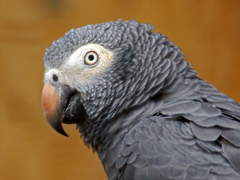 Afrykańska papuga szara 6