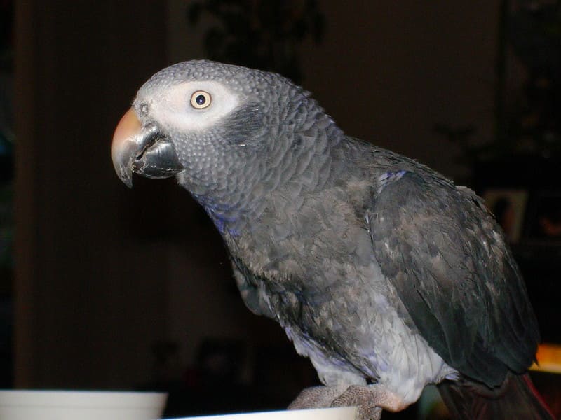 African Grey Parrot 9