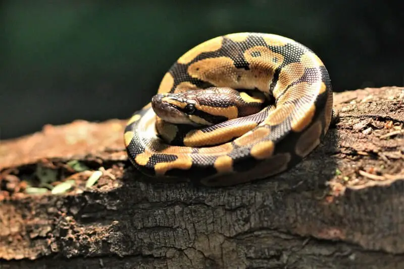 Ball Python 1