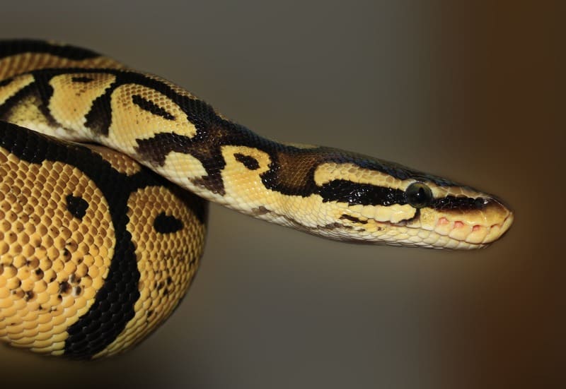 Bal Python 3