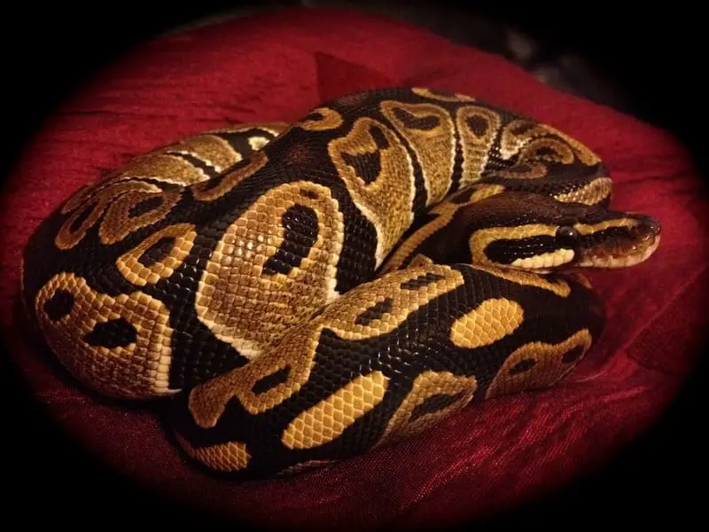 Python royal 6