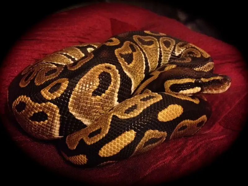 Ball Python 6