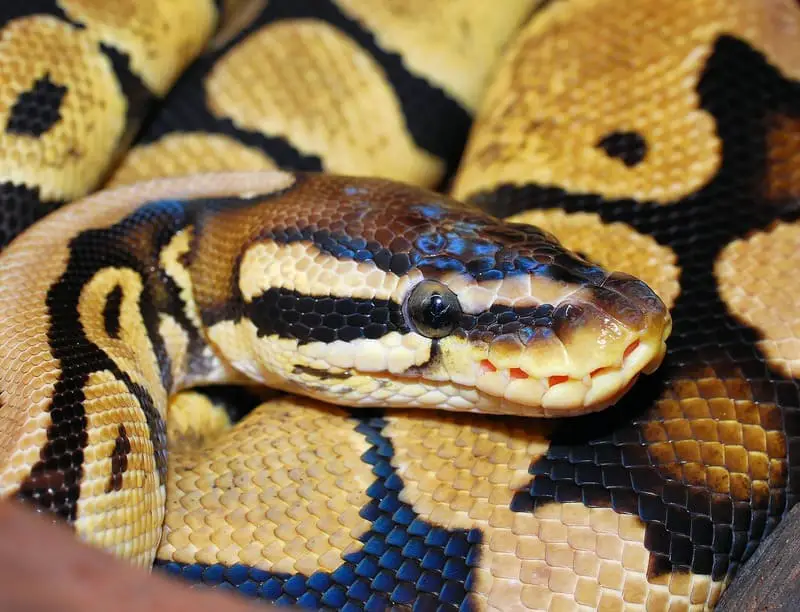 Bal Python 9