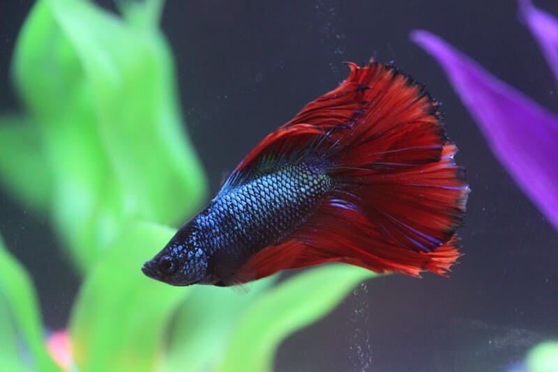 Betta Ryba 12