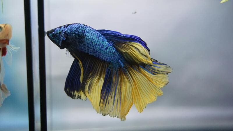 Betta Ryba 26