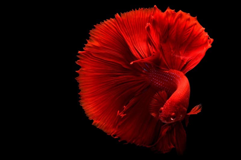 Betta Fish 29