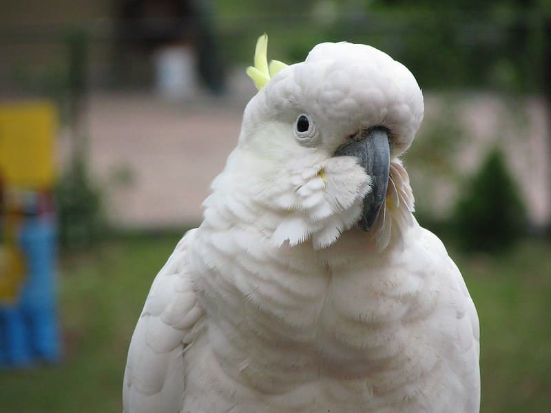 Cacatua 1