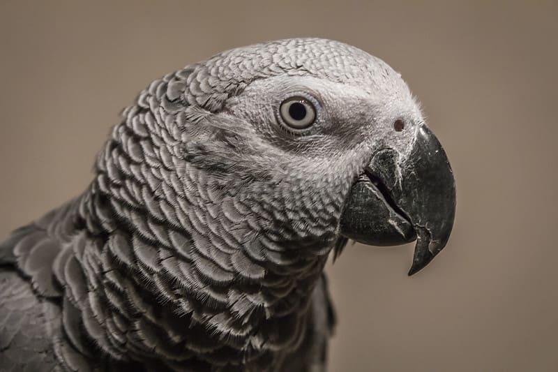 Kongo Afrika Gray Parrot