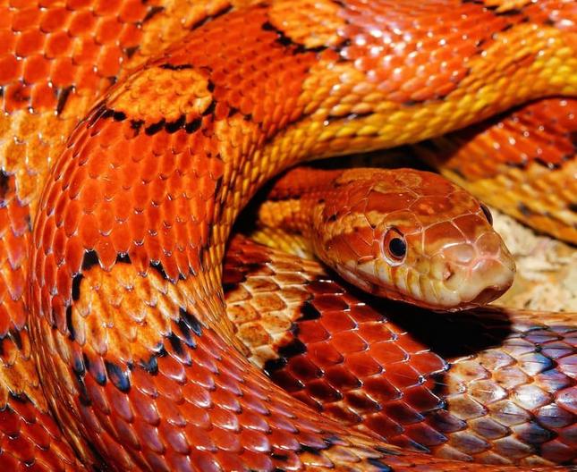 Corn Snake 25