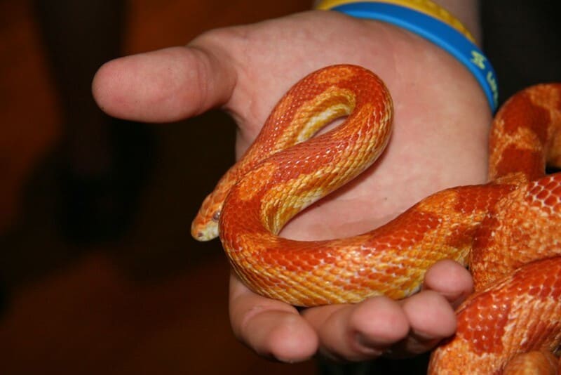 Кукурузна змија 5
