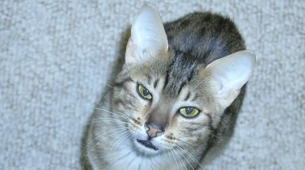 Egyptian Mau Cat