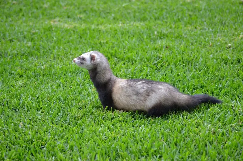 I-Ferret 12