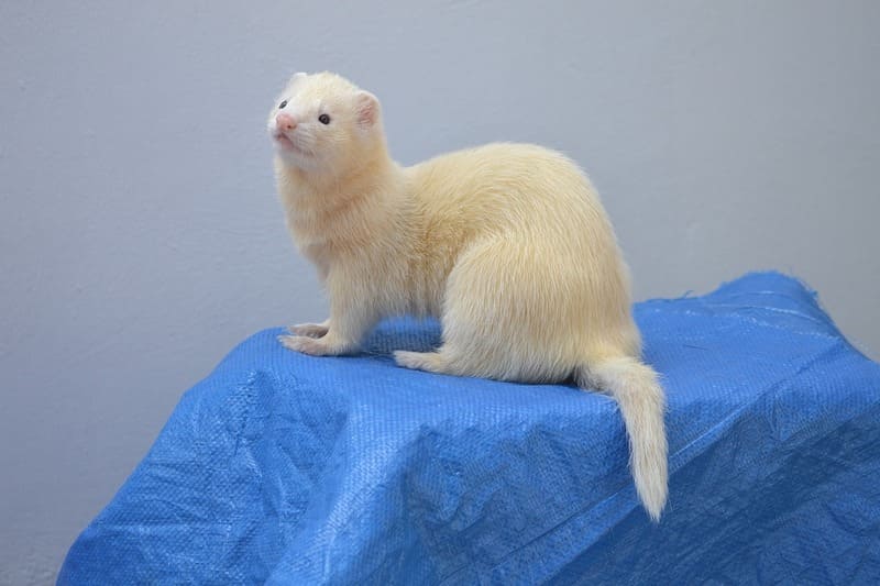 Ferret 6