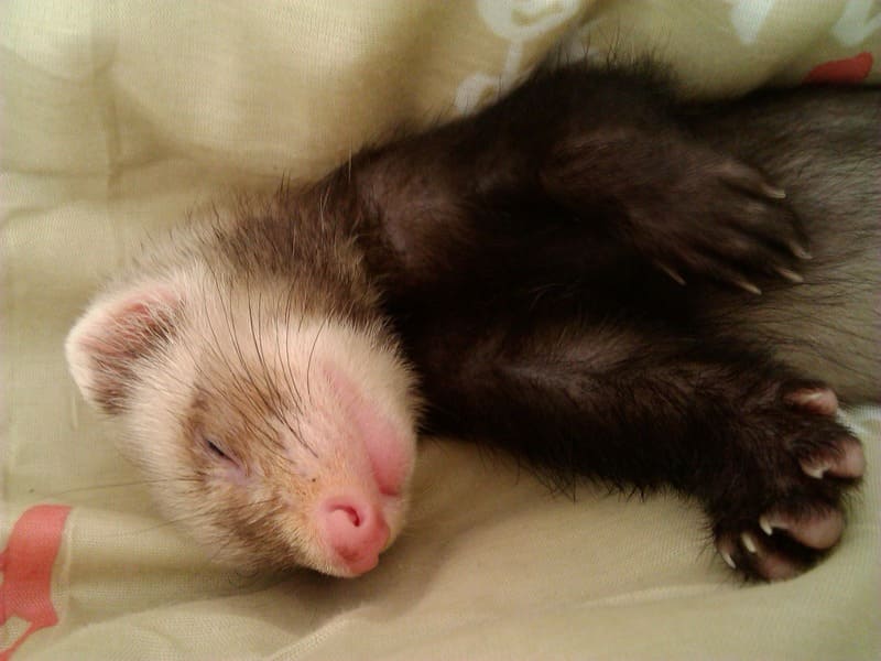 Ferret 8