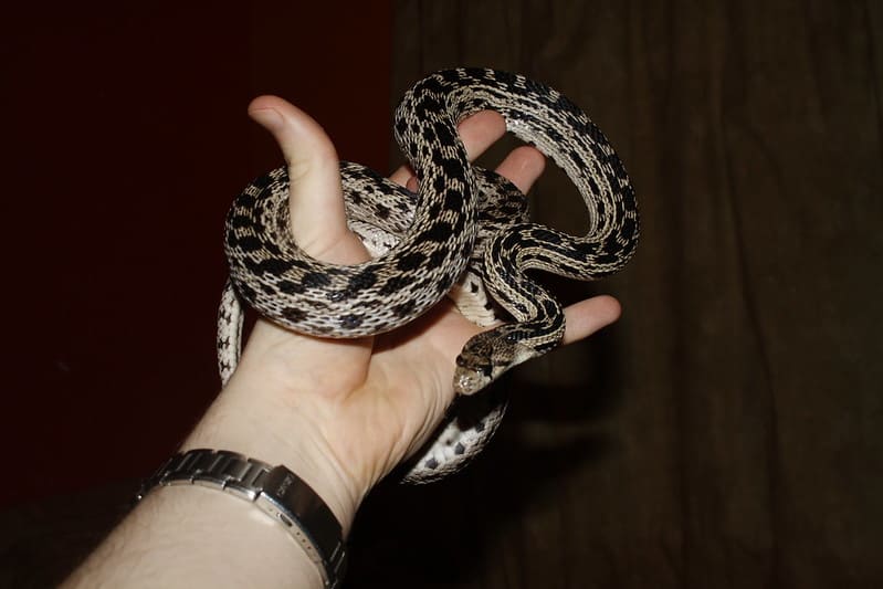 Gopher Snake 1