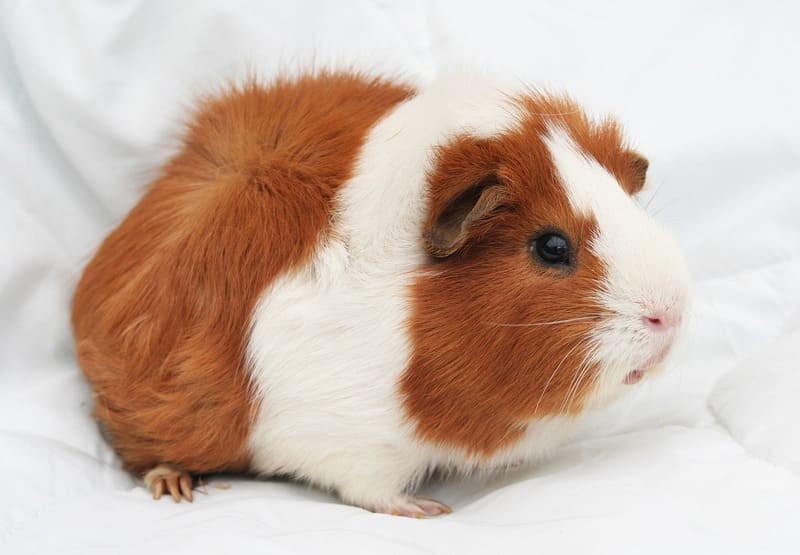 Guinea Pig 11