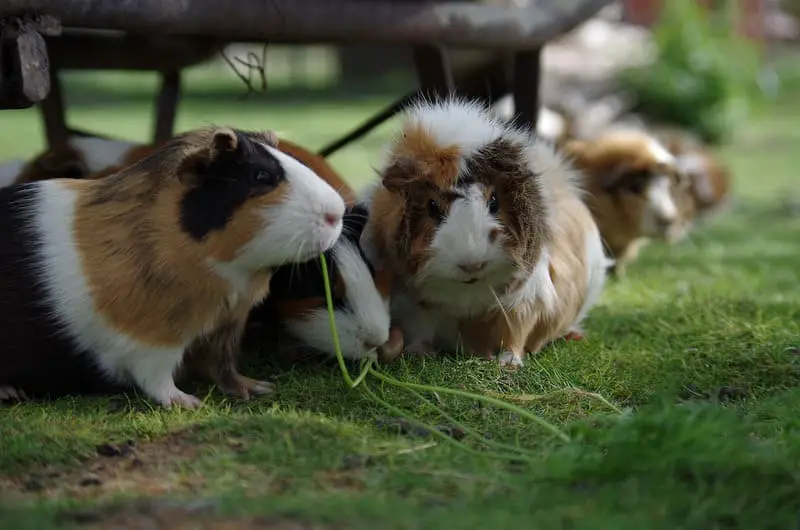 Puaa Guinea 20 1