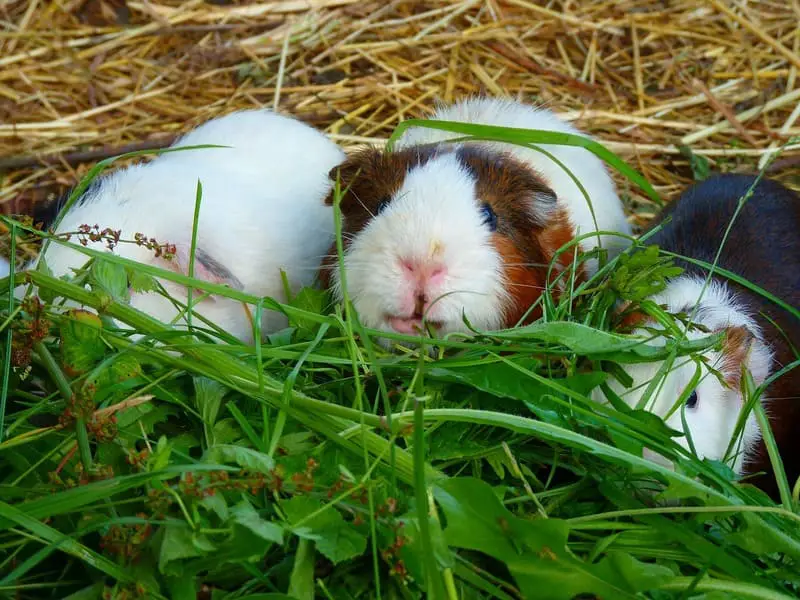 Guinea Pig 24 1