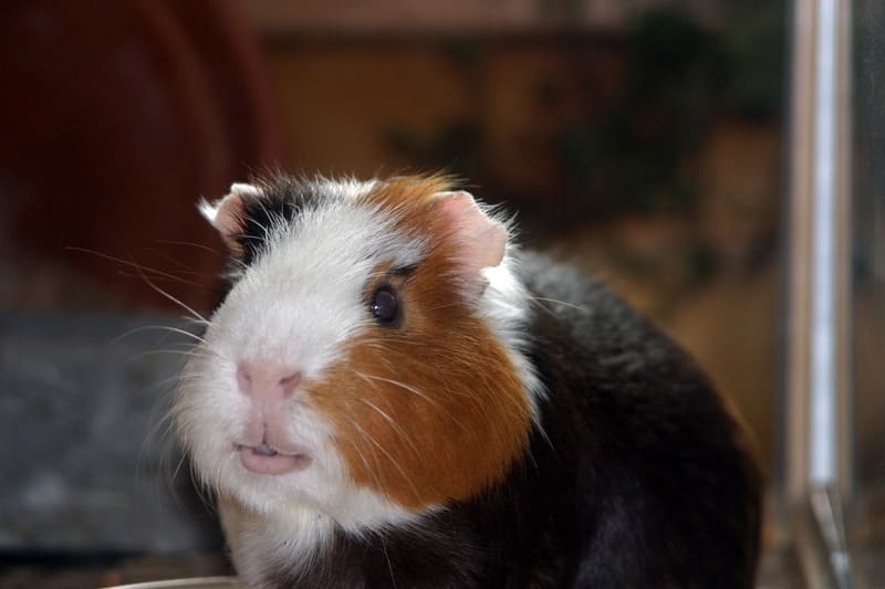 Guinea Pig 25 1