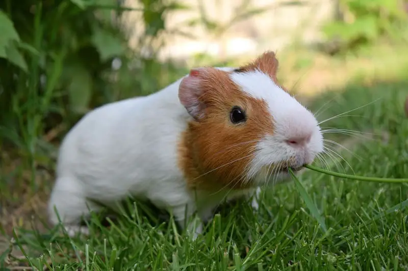 Guinea Pig 4