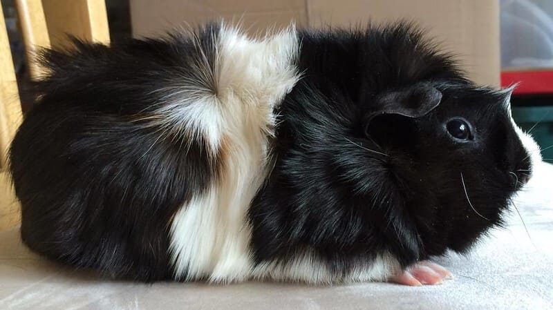 Guinea Pig 7 1