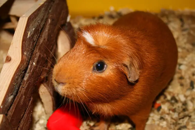 Guinea Pig 8 1