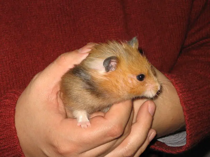 Hamster 2