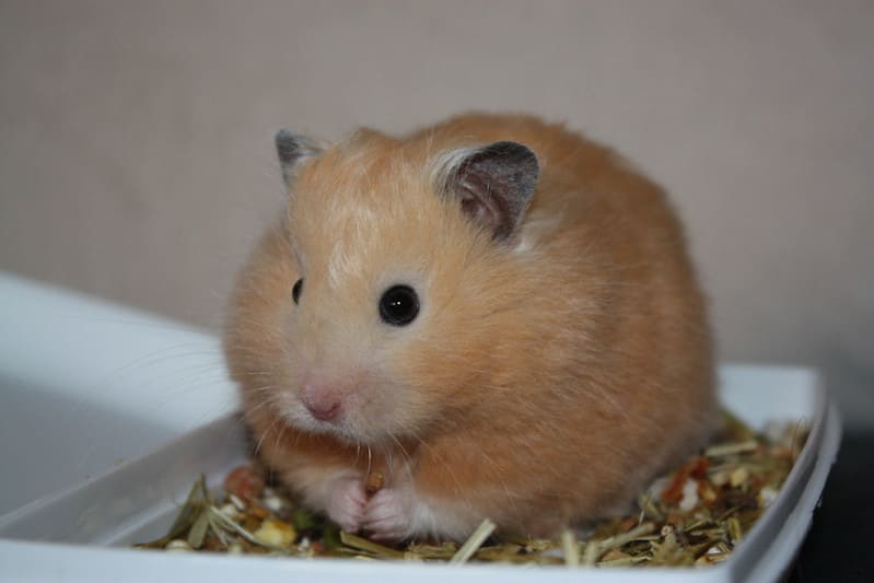 Hamster 20 1