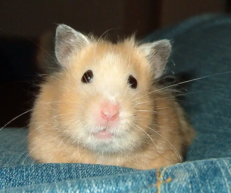 Hamster ៧