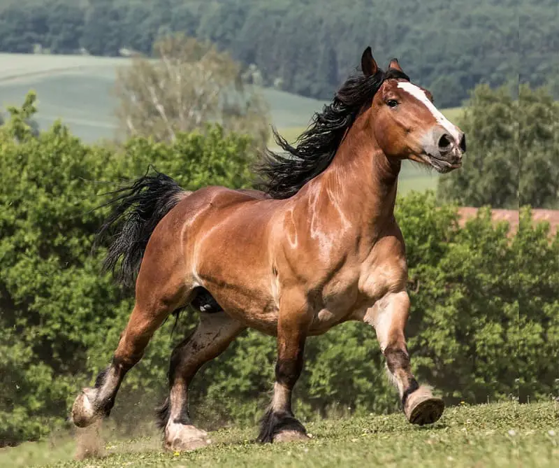 Horse 8 1