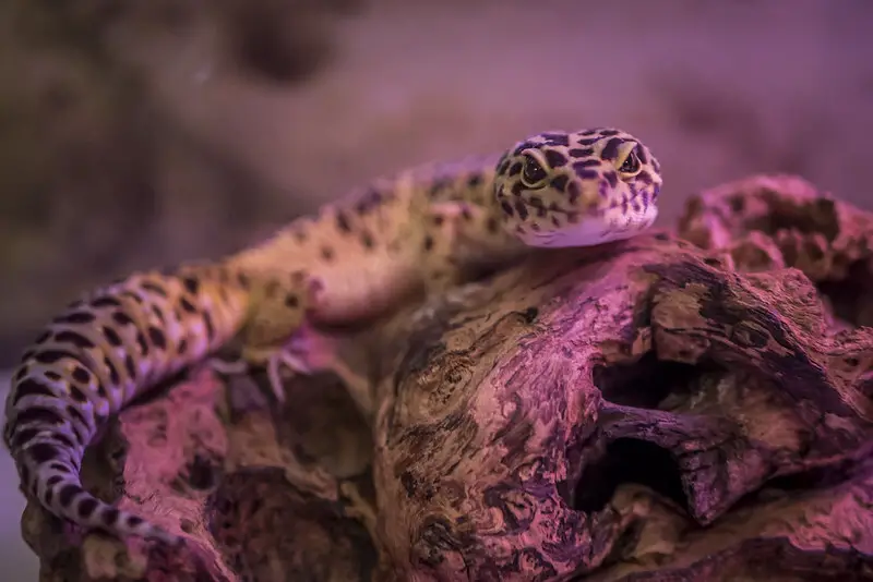 Leopard Gecko 1