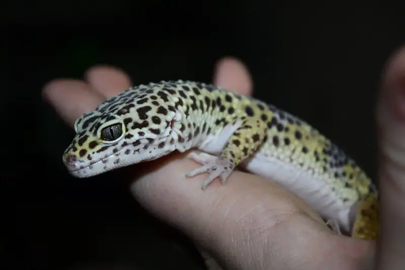 Leopadi Gecko 10