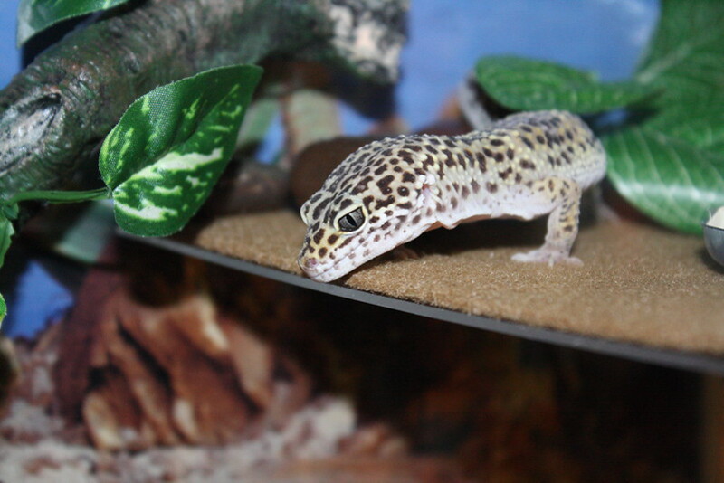 Gecko léopard 11