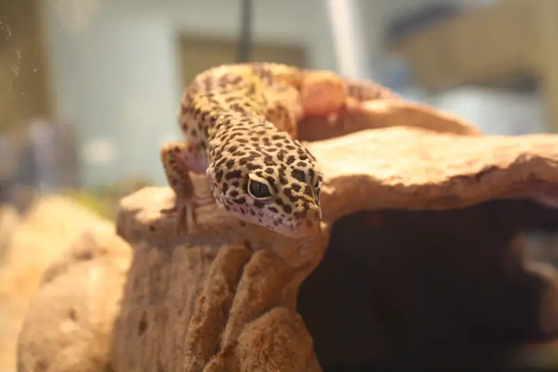 Leopard Gecko 13