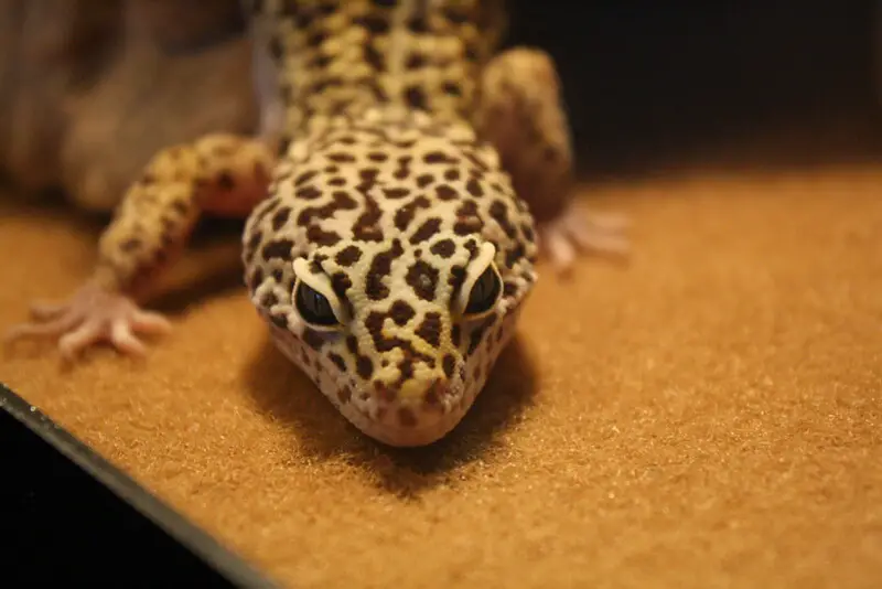 Leopard Gecko 15