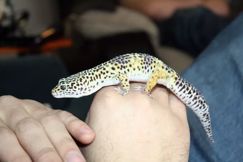 Leopard Gecko 16